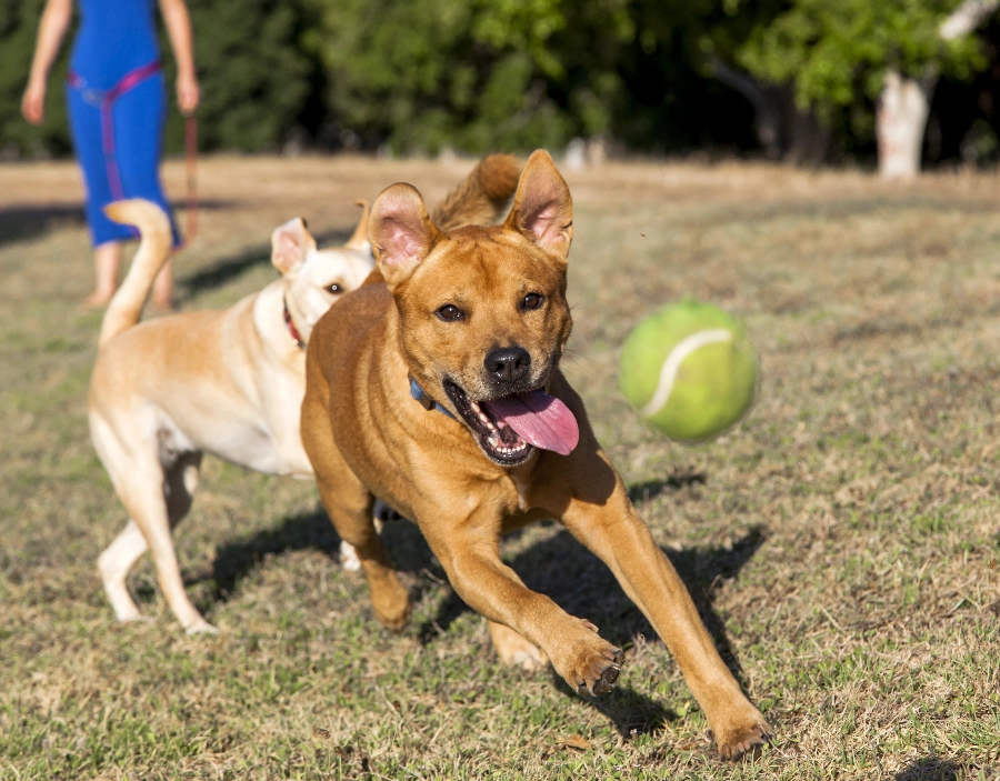 Image for Acme Dog Training Socialisation Service for Acme Dog Training , Tec-Nut.com Websites, Obedience training, Easy Website, No Coding Website,  Agility training,  Puppy socialization, Free Website, New Company in the Dorking area